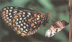Endangered Species Protection, Soybean Allergies and Earth Friendly Shopping
